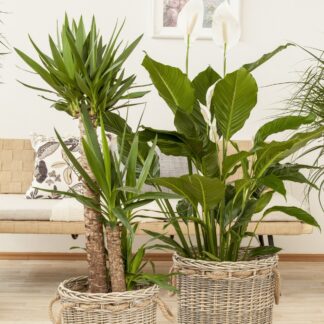 Zimmerpflanzen-Set "Stilvolle Freunde", 2 Pflanzen, weiß*