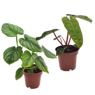 Zimmerpflanzen-Set "Tropische Baumfreunde", 2 Pflanzen, 2 Pflanzen*