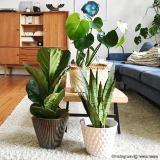 Zimmerpflanzen-Set "Urban Jungle", 3 Pflanzen, 3 Pflanzen*