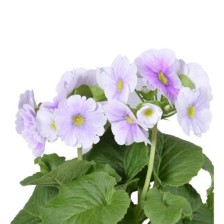 Zimmerprimel, hellblau*