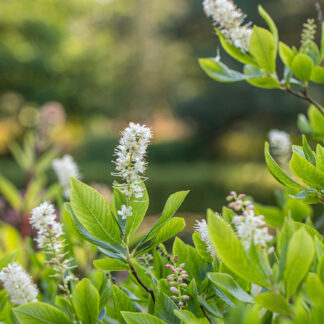 Zimterle - Silberkerzenstrauch 3-5 Liter Topf Liefergröße: 40 - 60 cm*