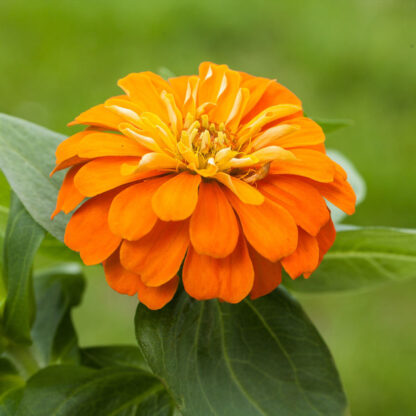 Zinnien, orange*