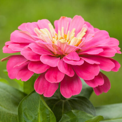 Zinnien, rosa*