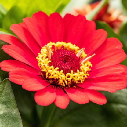 Zinnien, rot*