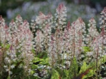Zipfelblättrige Schaumblüte 'Sugar and Spice', Tiarella laciniata 'Sugar and Spice', Containerware*