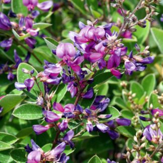 Zweifarbiger Buschklee 'Summer Beauty', violett*