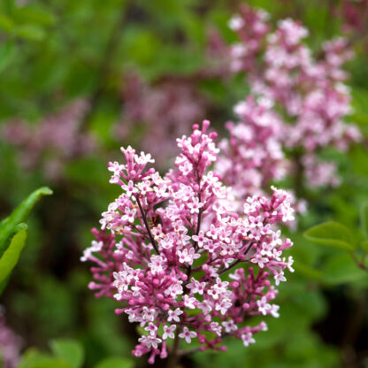 Zwerg-Duftflieder 'Tinkerbelle®', rosa*