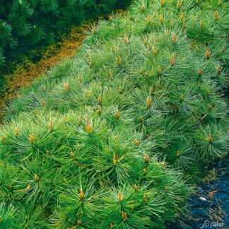 Zwerg-Heckenkiefer Container, 30-40 cm Liefergröße: 30-40 cm*