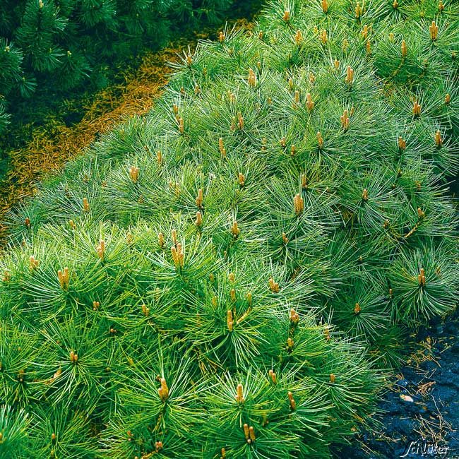 Zwerg-Heckenkiefer Container, 30-40 cm Liefergröße: 30-40 cm*