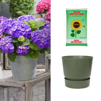 Zwerg-Hortensie 'Little Purple®' mit Topf grün mit Gartenerde 20 Liter Liefergröße: | 1 Ballhortensie & 1 Pflanzkübel*