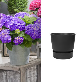Zwerg-Hortensie 'Little Purple®' mit Topf schwarz ohne Erde Liefergröße: | 1 Ballhortensie & 1 Pflanzkübel*