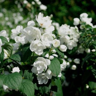 Zwerg-Jasmin 'Snowbelle' C3-5 40 - 60 cm Liefergröße: 40 - 60 cm*