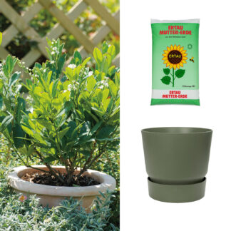 Zwerg-Kirschlorbeer 'Piri' mit Kübel grün mit Gartenerde 20 Liter Liefergröße: | 1 Kirschlorbeer & 1 Pflanzkübel*