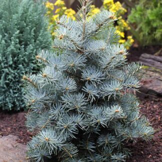 Zwerg-Korktanne 'Compacta' C7,5 30 - 40 cm Liefergröße: 30 - 40 cm*