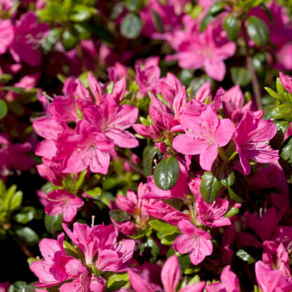 Zwerg-Rhododendron 'Kermesina', pink*