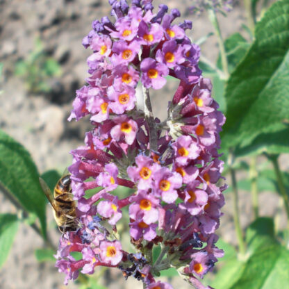 Zwerg Sommerflieder 'Bicolor', blau*