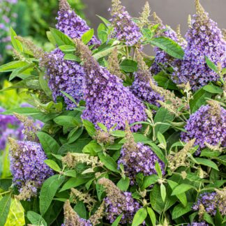 Zwerg-Sommerflieder 'Butterfly Candy®', hellviolett*