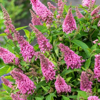 Zwerg-Sommerflieder 'Butterfly Candy®', pink*