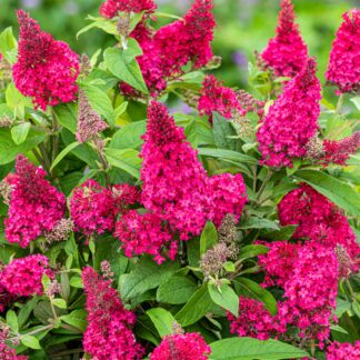 Zwerg-Sommerflieder 'Butterfly Candy®', rot*