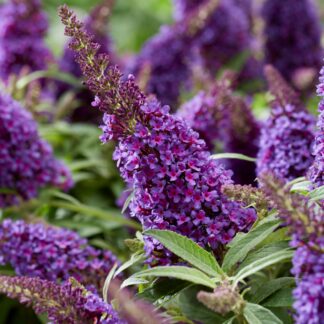 Zwerg-Sommerflieder 'Butterfly Candy®', violett*