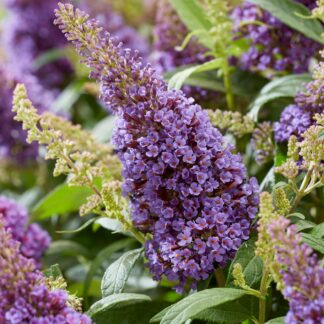 Zwerg-Sommerflieder 'Butterfly Candy®', violett-blau*