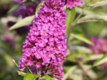 Zwerg-Sommerflieder / Schmetterlingsstrauch 'Free Petite ® Tutti Fruitti', 10-20 cm, Buddleja davidii 'Free Petite ® Tutti Fruitti', Topfware*