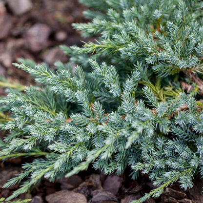 Zwerg-Wacholder 'Blue Carpet'*