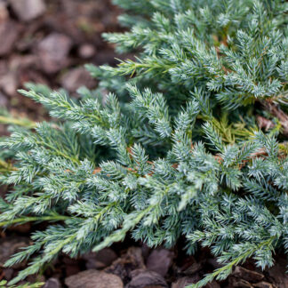 Zwerg-Wacholder 'Blue Carpet'*