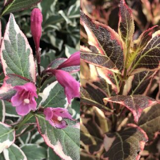 Zwerg-Weigelie 'All Summer Monet®', 3 Liter, 30 - 40 cm Liefergröße: 30 - 40 cm*