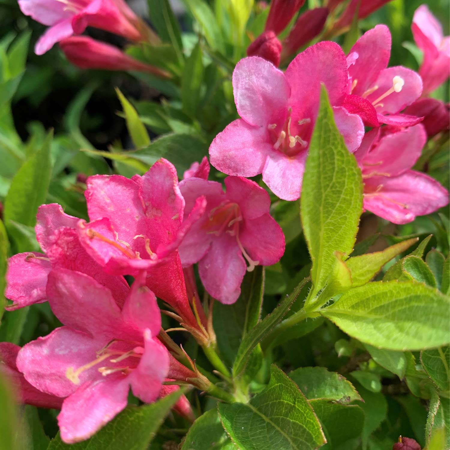 Zwerg-Weigelie 'Picobella Rosa®' C3 30/40 Liefergröße: 30 - 40 cm*