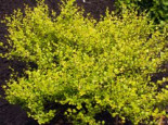 Zwergbirke / Polarbirke 'Golden Treasure', 40-60 cm, Betula nana 'Golden Treasure', Containerware*