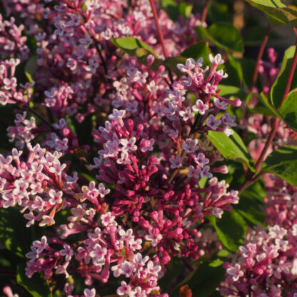 Zwergflieder 'Flowerfesta®', violett*