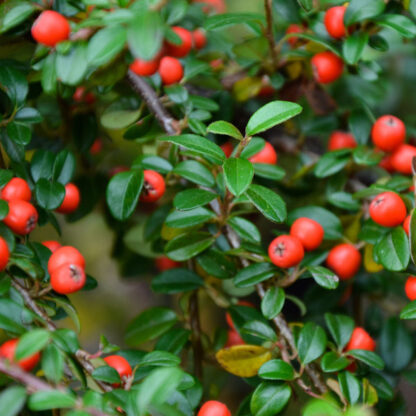 Zwergmispel 'Frieders Evergreen', weiß*