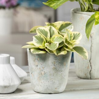 Zwergpfeffer 'Obtipan Bicolor'*