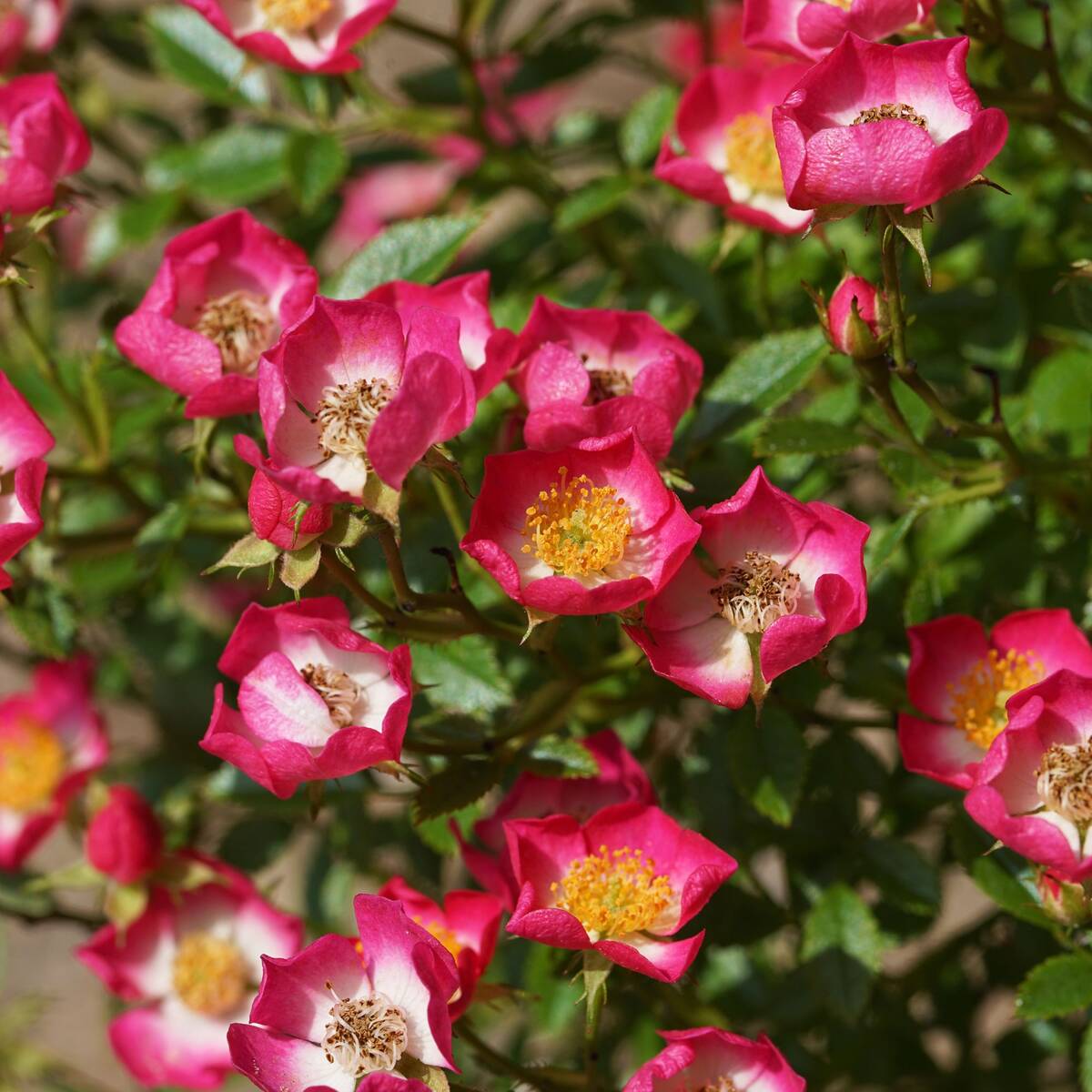 Zwergrose 'Miniatura®', rosa*