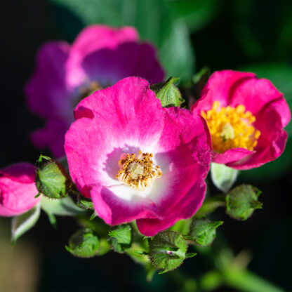 Zwergrose Rosy Boom® 'Mini', Stämmchen, rosa*