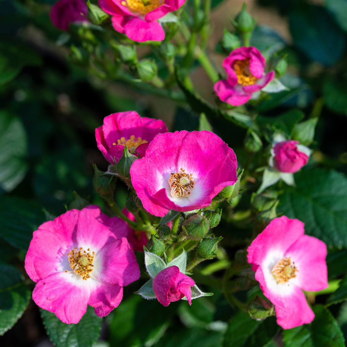 Zwergrose Rosy Boom® 'Mini', rosa*