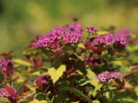 Zwergspiere 'Magic Carpet', 40-60 cm, Spiraea japonica 'Magic Carpet', Containerware*